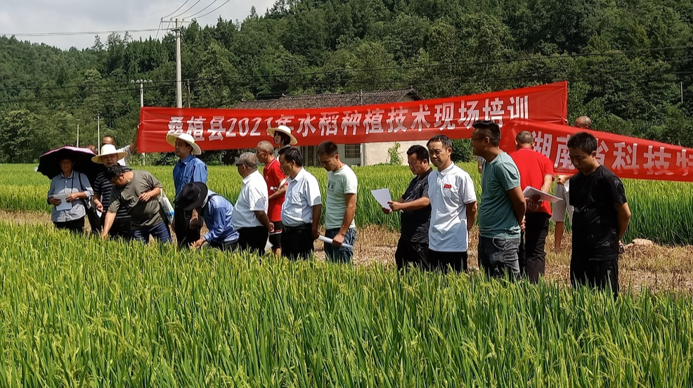 助力乡村振兴 科技特派员在田间