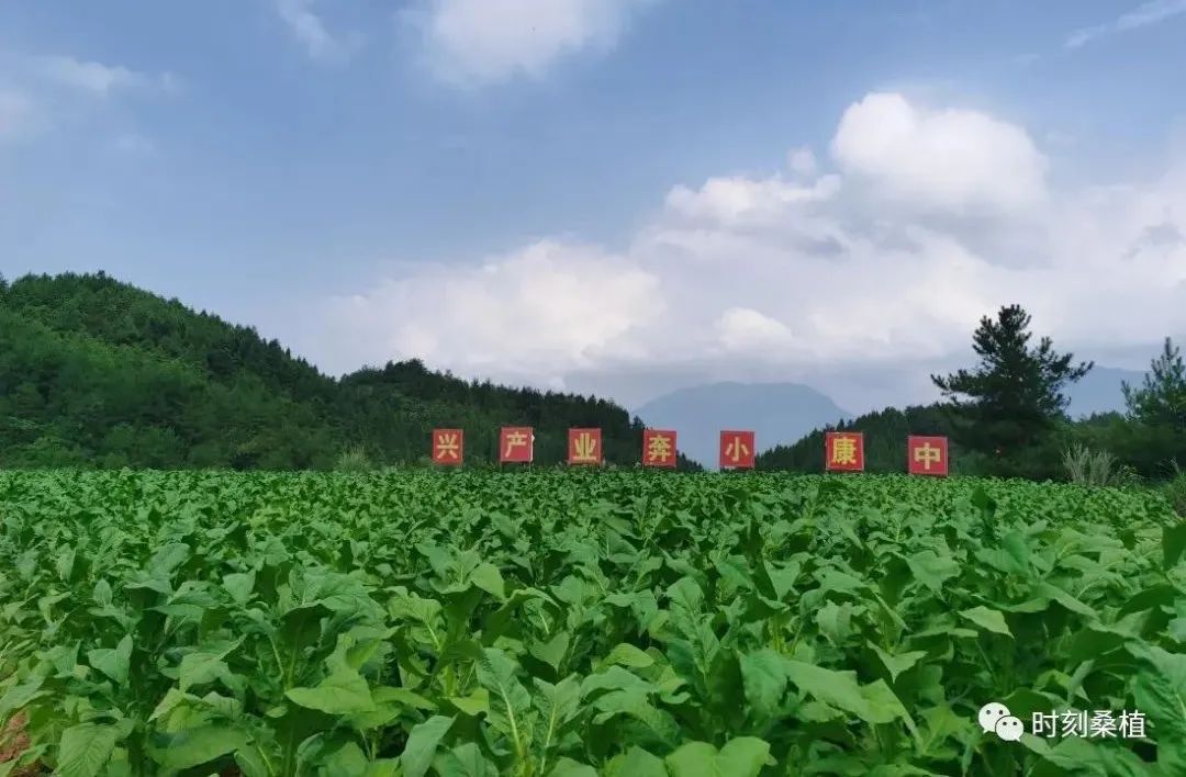 全县烟叶生产形势良好 力争突破收购七万担目标