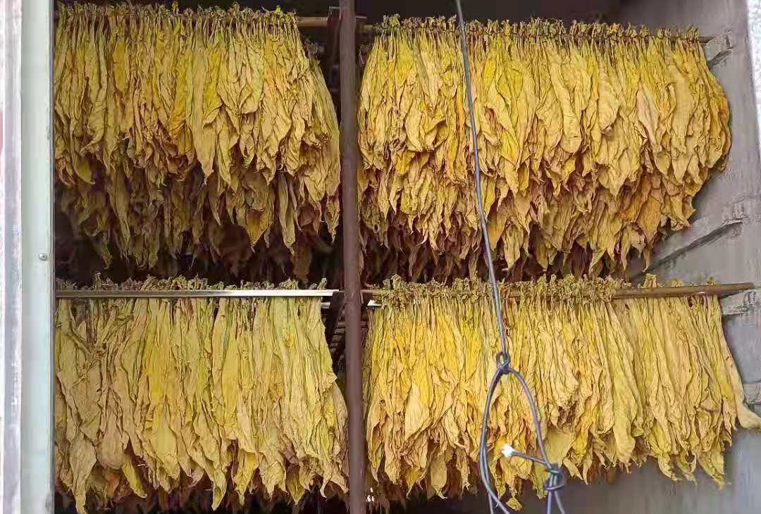 烟叶生产：做好疫情期间各项保障 坚决完成全面目标任务