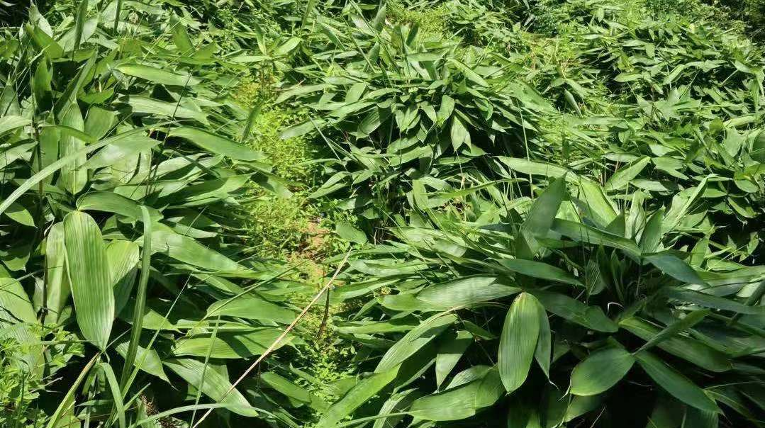 桑植：粽叶产业建设持续助力乡村振兴