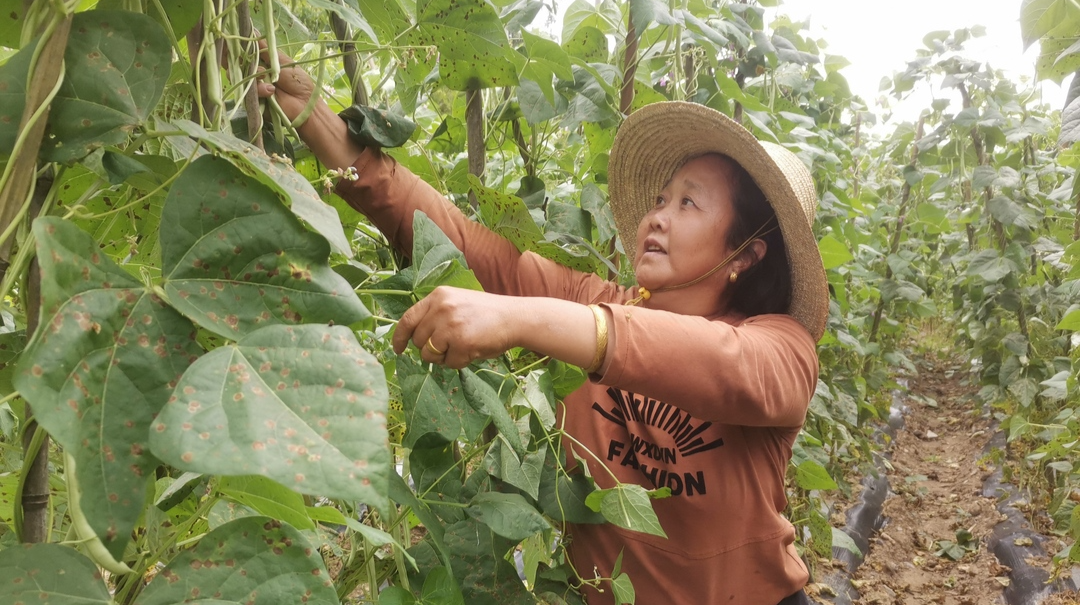 潮水河村：蔬菜基地喜获丰收 村民忙采摘