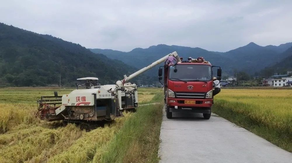 芙蓉桥白族乡：桑植大米促农增收