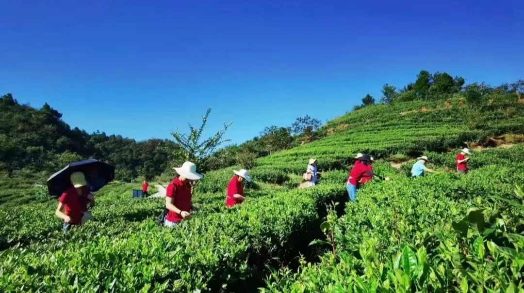 桑植：茶旅融合助推乡村振兴