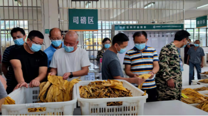 龙潭坪镇：抢抓烟叶收购，香烟叶变黄金叶