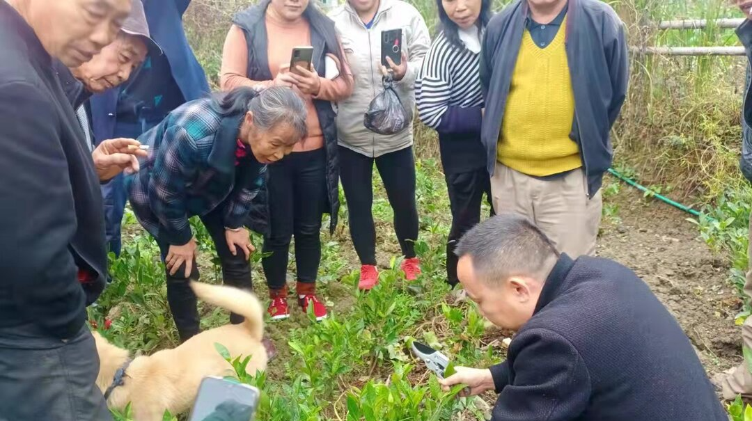 官地坪镇水流村：开展桑植白茶培管实用技术培训 助力乡村振兴