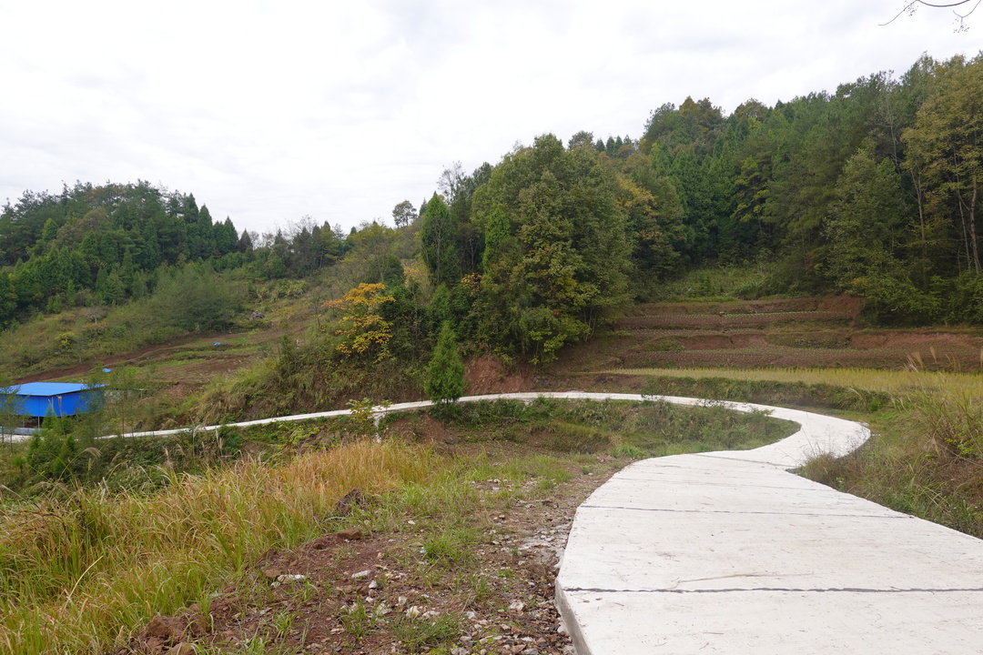 张家界桑植陈家坪村:80亩闲田变宝地 产业发展促振兴-新湖南