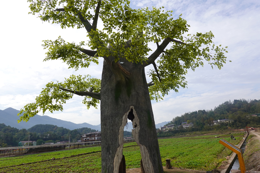 张家界桑植陈家坪村:80亩闲田变宝地 产业发展促振兴-新湖南