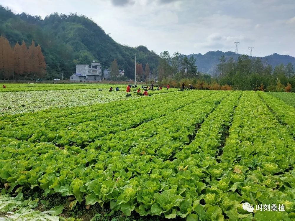 汨湖农场蔬菜喜获丰收