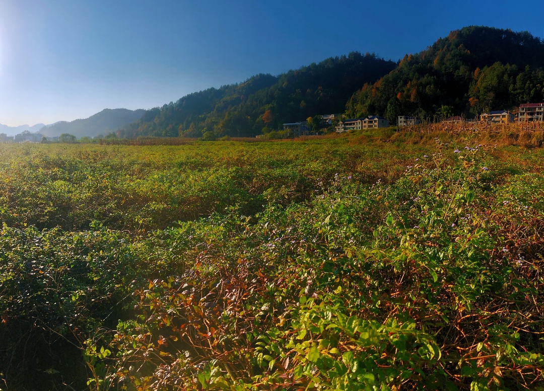 桥自弯镇龙潭村：以茶富农 助力乡村振兴