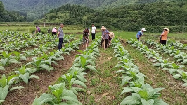 “托管”入村户 烟地生“黄金”——桑植县上洞街乡创新探索烟叶发展“三统一”模式