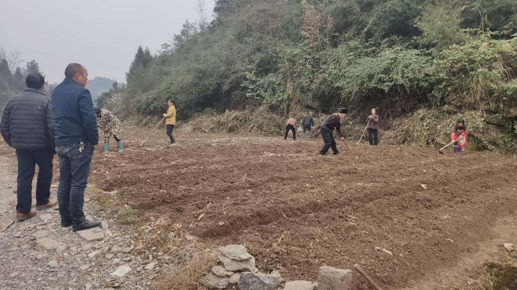 【新春走基层】廖家坡村：发展罗汉果24亩  种下致富新希望