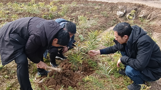 新春走基层丨走马坪白族乡：药王谷里春耕忙  药材发展产业兴
