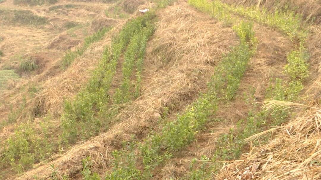 廖家村镇：荒地变良田 茶园春耕忙