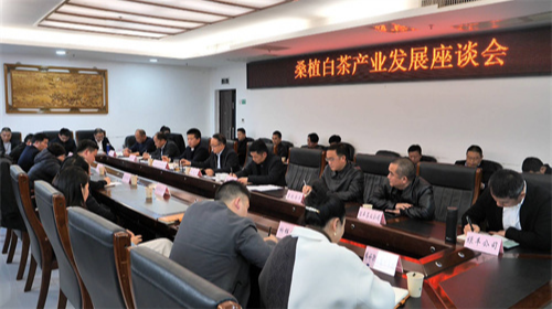 梁高武调度桑植白茶产业发展工作