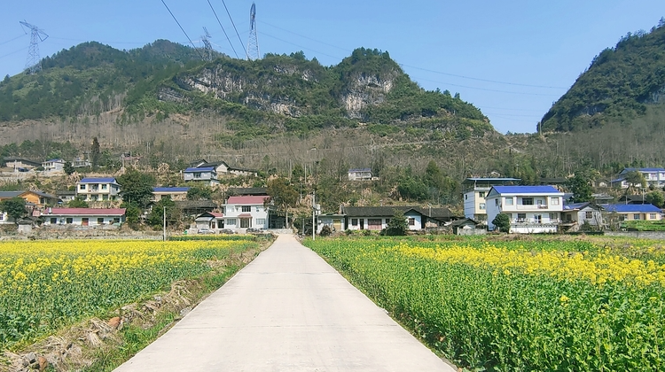上河溪乡熊家坪村:七百余亩油菜进入花期