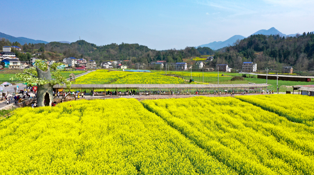 陈家坪村：油菜花开正艳  盎然春色等你来