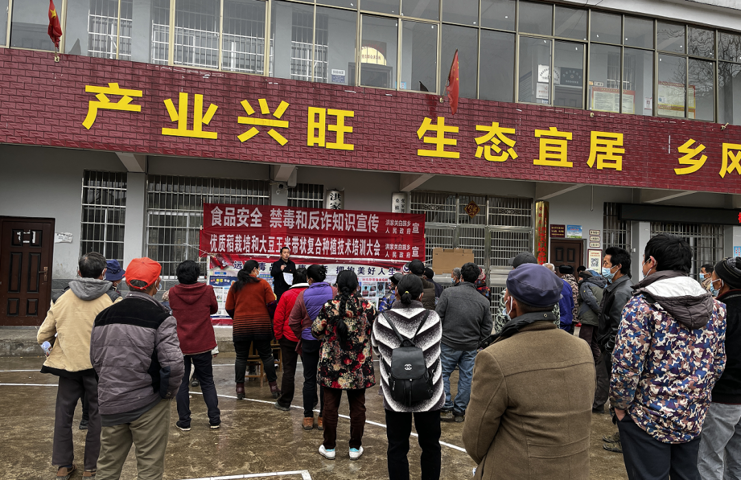 洪家关白族乡：玉米大豆一起种 复合种植促增收