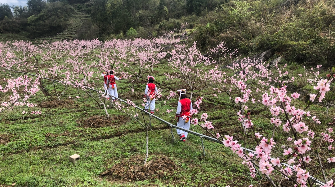 合群村：千亩桃花竞相绽放