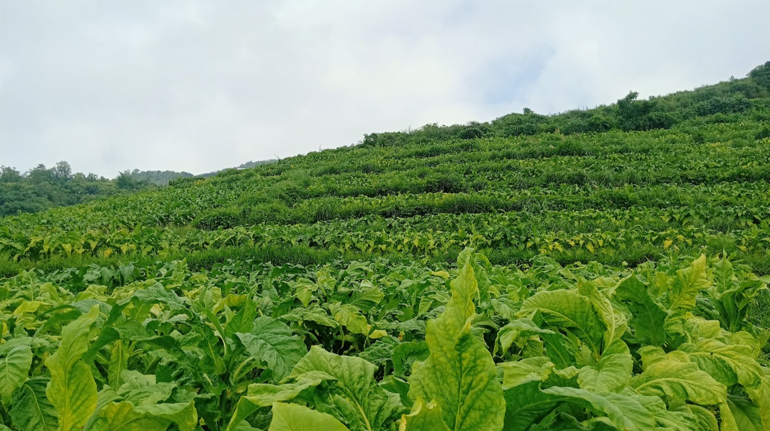 乡村振兴丨八大公山镇：白茶产业富乡亲