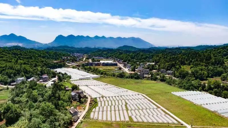 写好“红色旅游+”大文章——访桑植县委书记曹飞