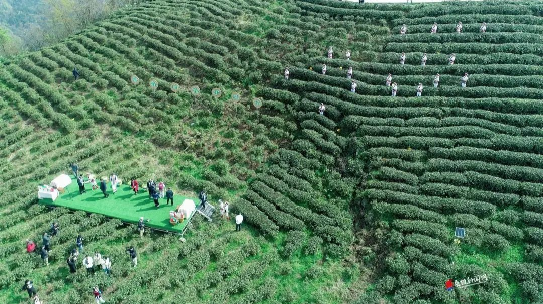 品桑植白茶、享百年人生！7.95万亩“桑植白茶”开园采摘