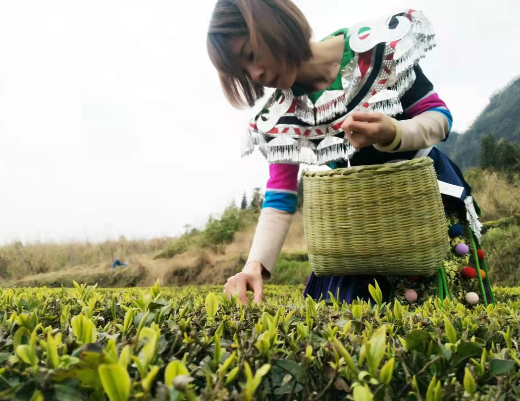 八大公山镇马龙山村：春茶满园关不住
