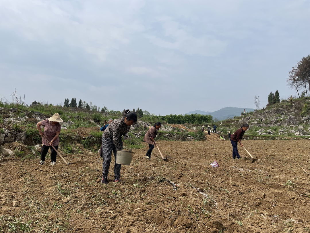 利福塔镇舒家坪村：玉米套种大豆 一亩地种出两份收益