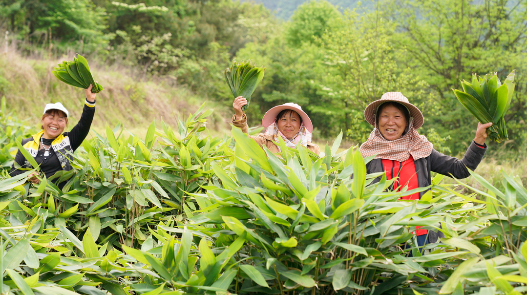 年产值超2亿   湖南桑植粽叶成为“致富叶”