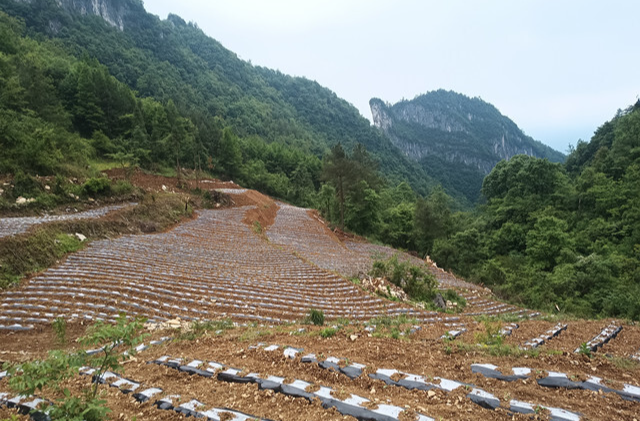 乡村振兴丨桑植县人潮溪镇新华村：满村尽种“黄金叶”