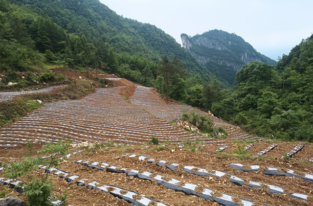 乡村振兴丨人潮溪镇新华村：满村尽种“黄金叶”