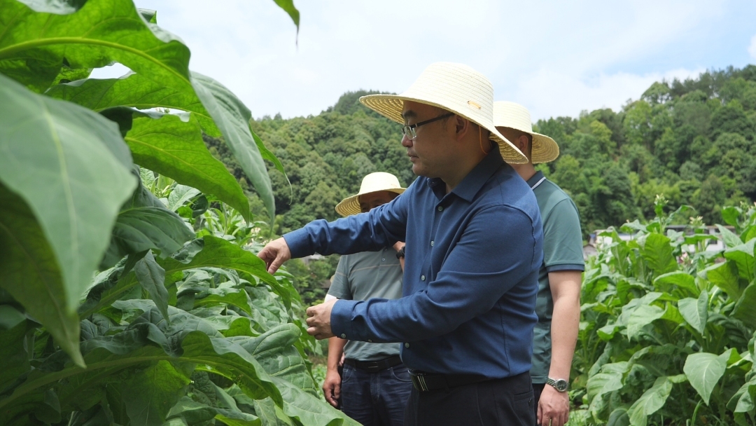 梁高武到乡镇调研烟叶生产和乡村风貌改造等工作