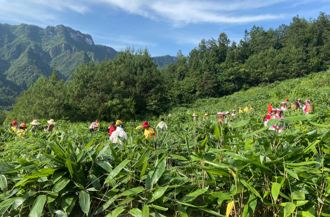 乡村振兴 | 瑞塔铺镇芦溪村：粽叶采摘进行中！