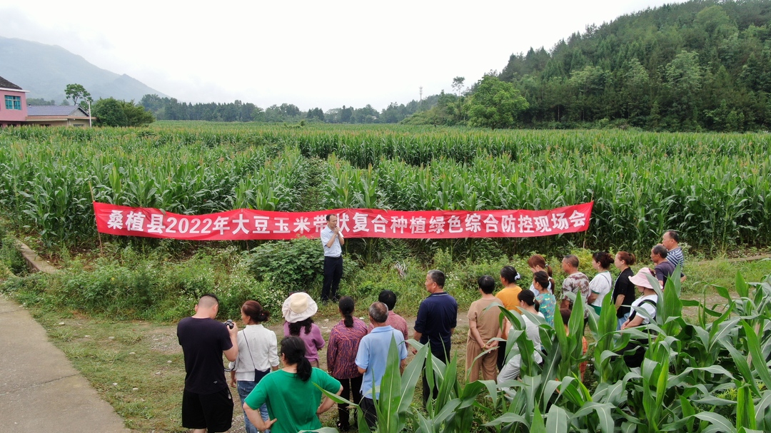 乡村振兴 | 桑植4.5万亩农田推行大豆玉米带状复合种植新模式