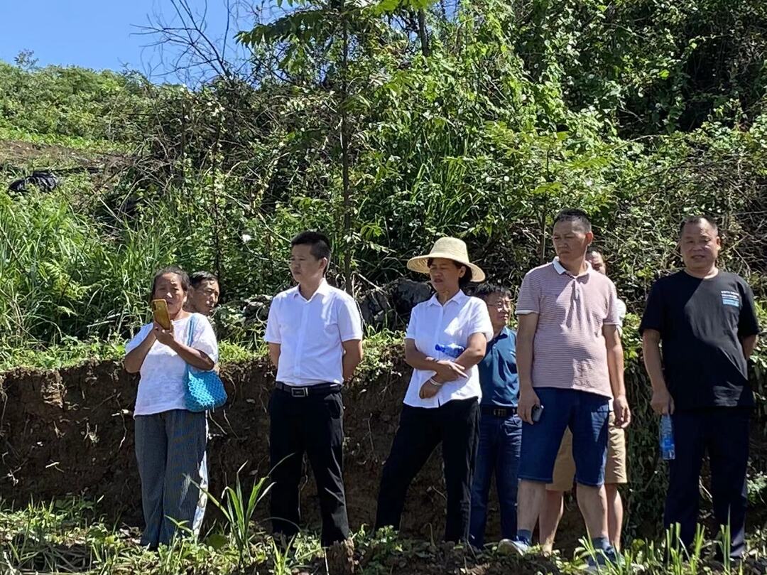​桑植县开展2022年高山优质伏缺蔬菜开采活动