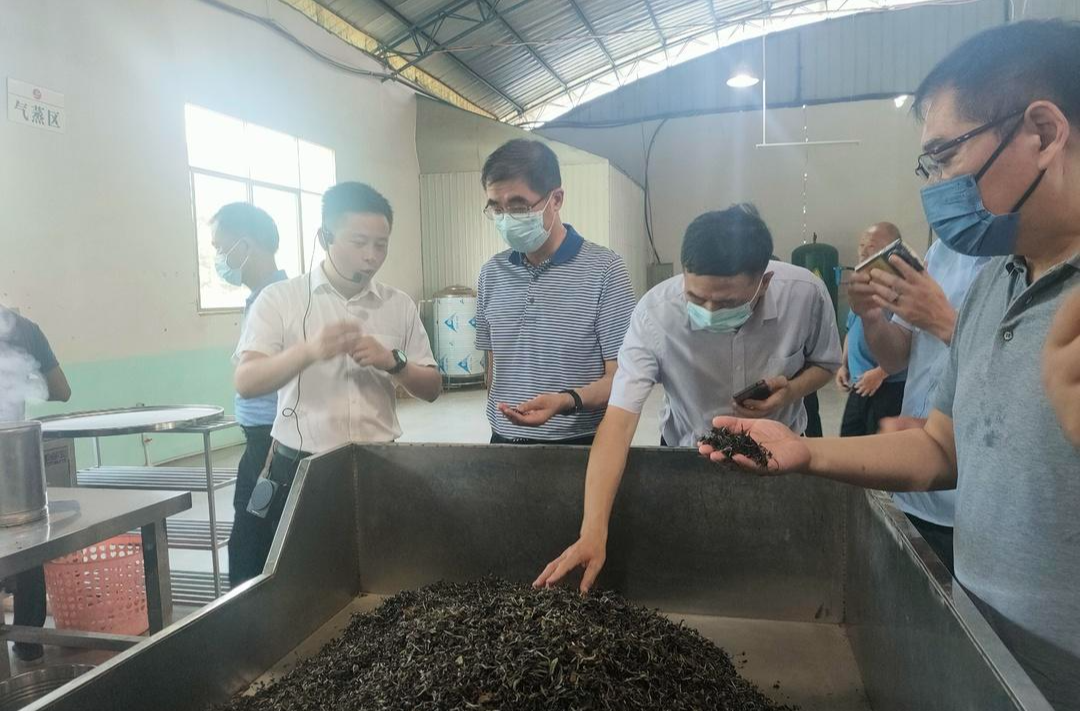 省政协副主席张大方来桑调研