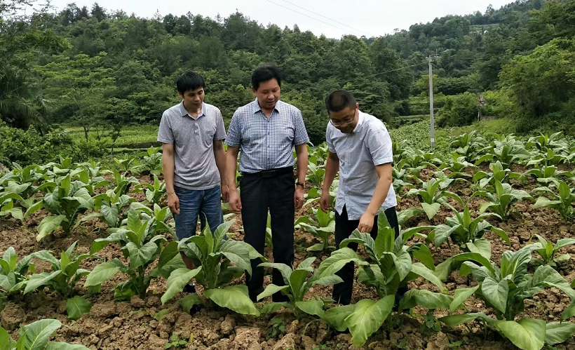 河口乡：“精准施策”推动农用地污染综合整治