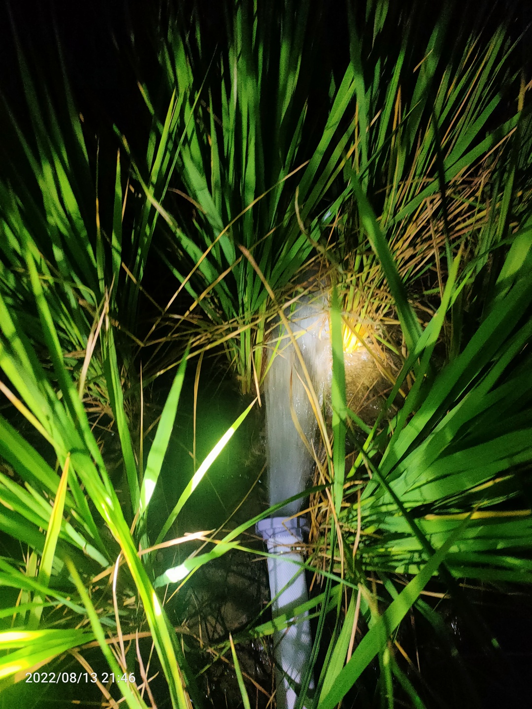 防旱抗旱：桑植县农业农村局在行动