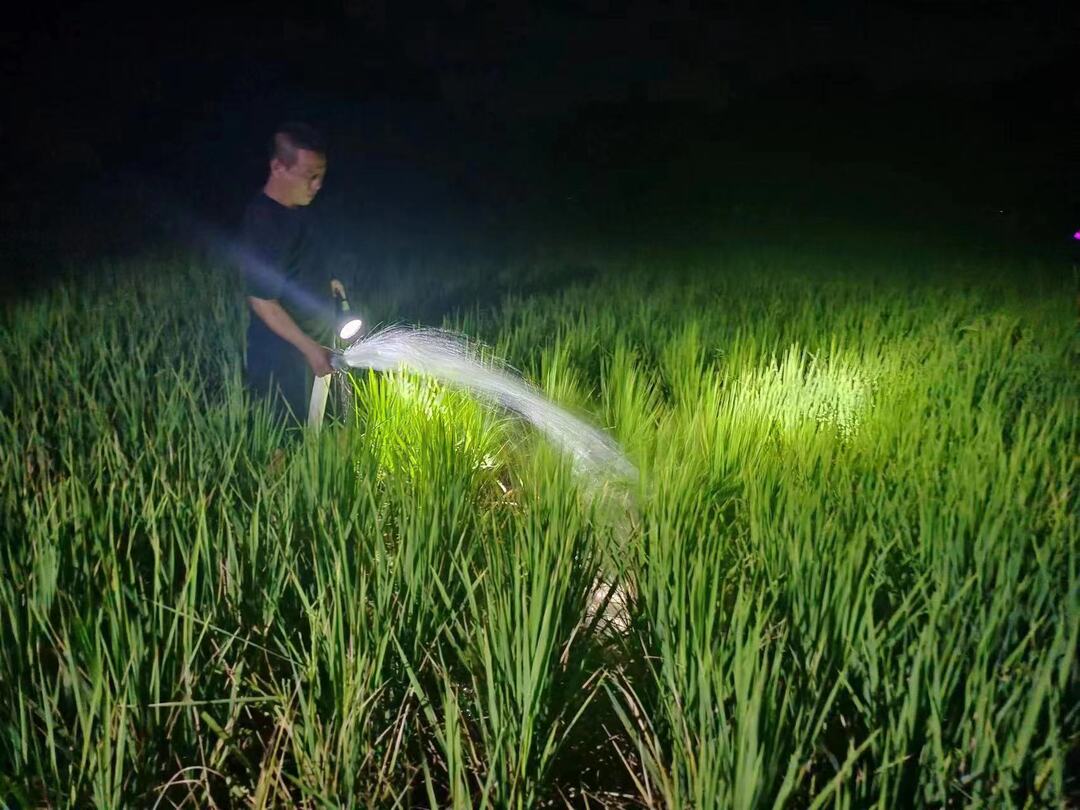 凉水口镇:干群同心抗大旱