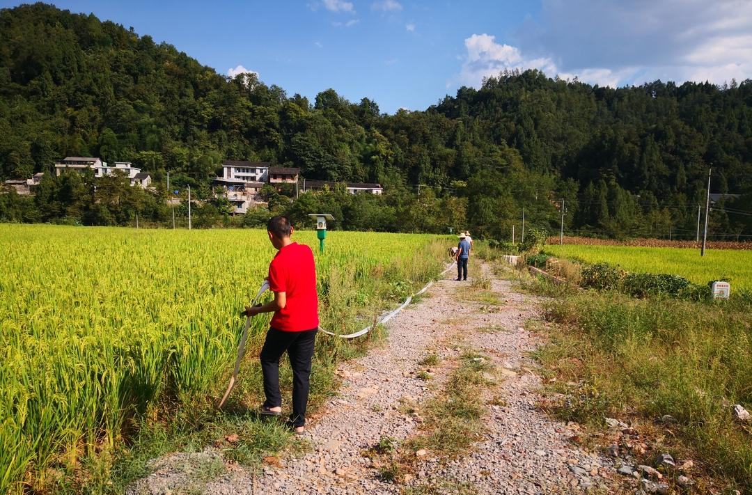 桑植：干群齐心战高温 多措并举同抗旱