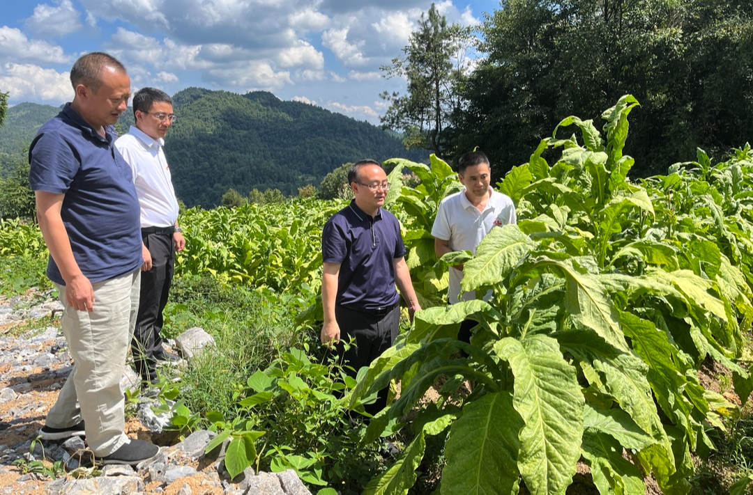 乡村振兴 | 梁高武实地调研乡村振兴产业发展情况