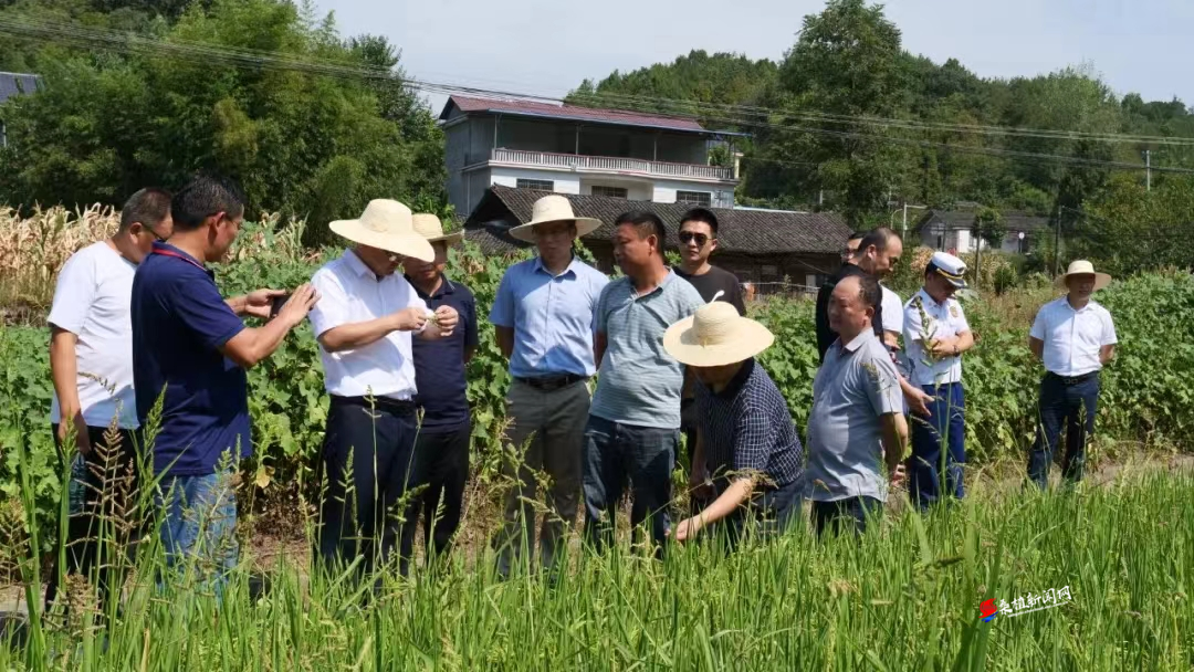 桑植县科工局：科技助力抗旱保秋