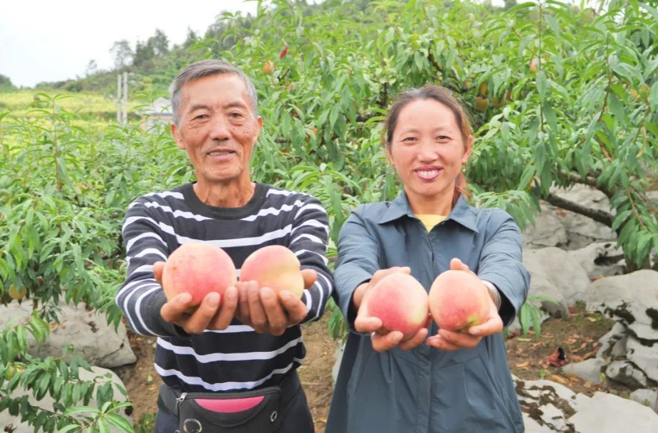 八大公山镇蹇家坡村：中华圣桃成熟季 采摘正当时