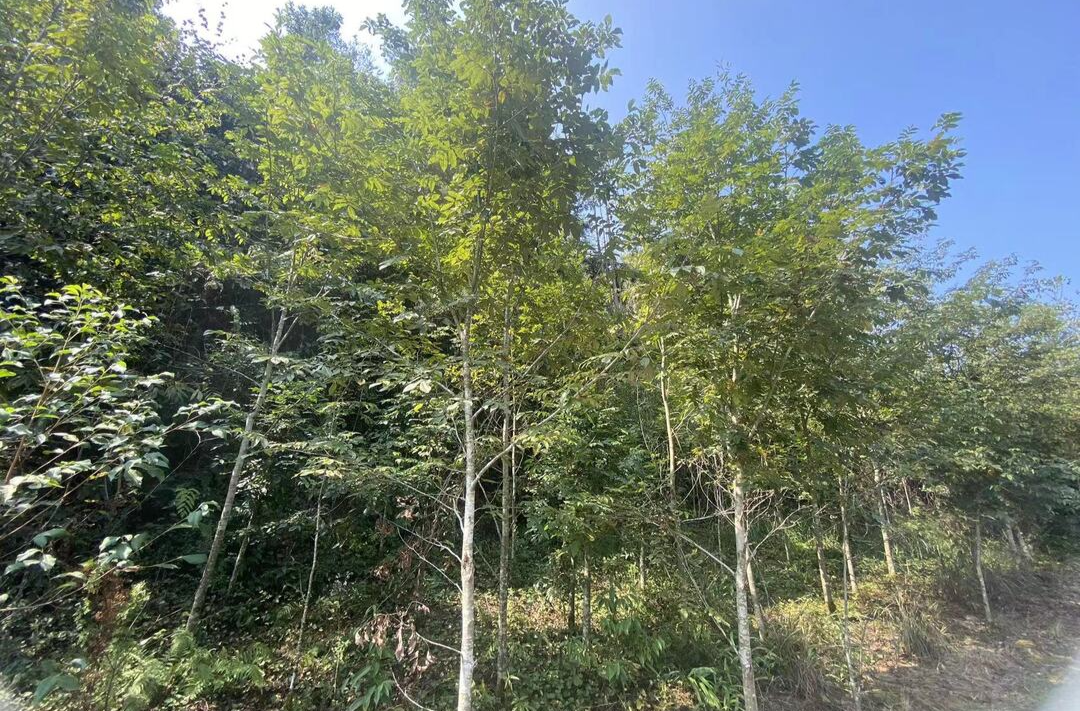 乡村振兴丨河口乡：致富青钱柳 大山里的摇钱树