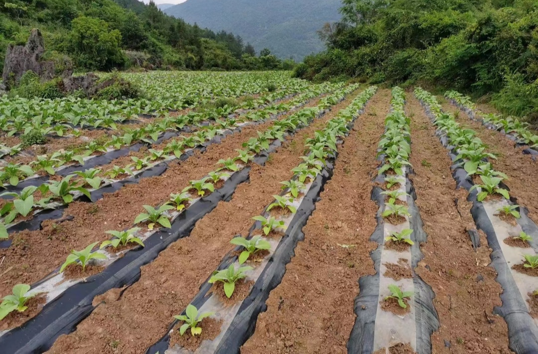 二十大时光丨桑植县马合口白族乡自生桥村：兴产业、促振兴、富农民