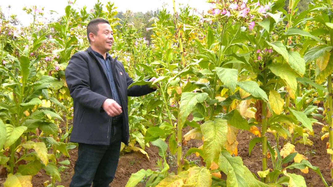 人大代表风采 | 李成云:父老乡亲身边的“守夜人”乡村振兴路上的奋斗者