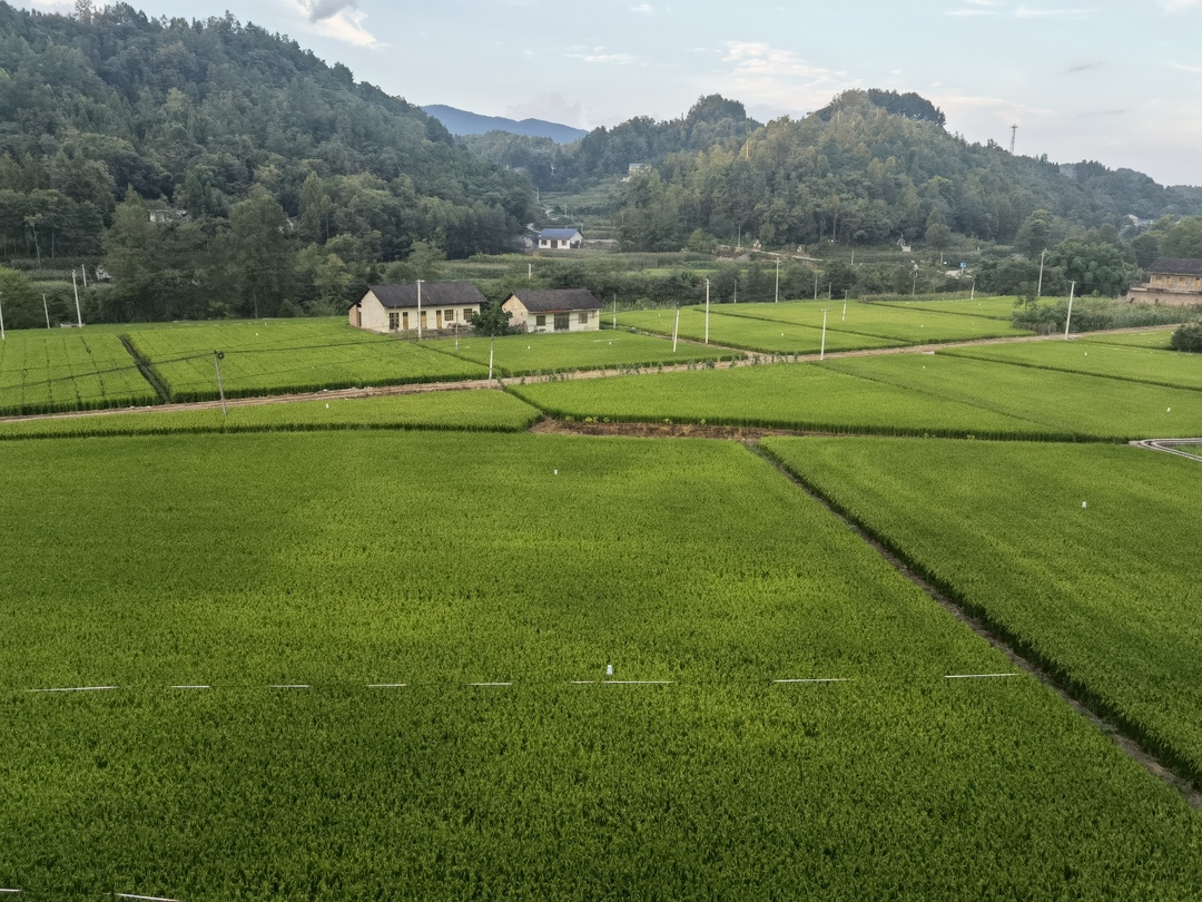 东旺坪里满目春