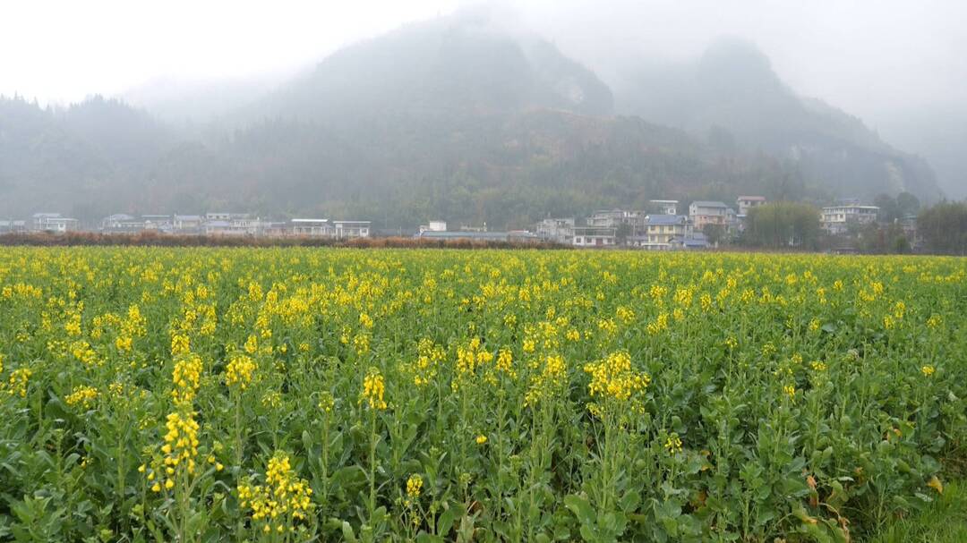 上河溪乡：新年伊始 万物“耕”新