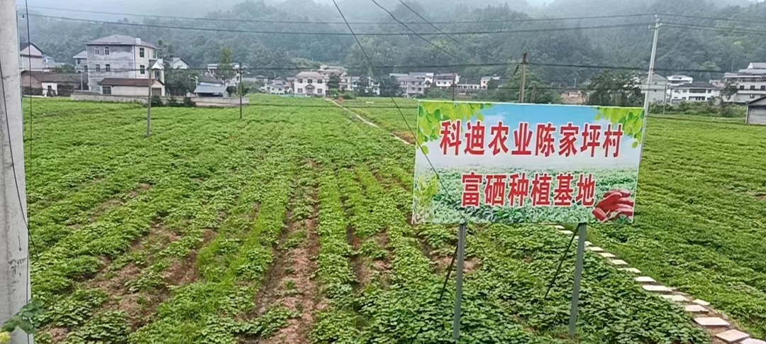 倾力帮扶办实事 赠送锦旗感恩情