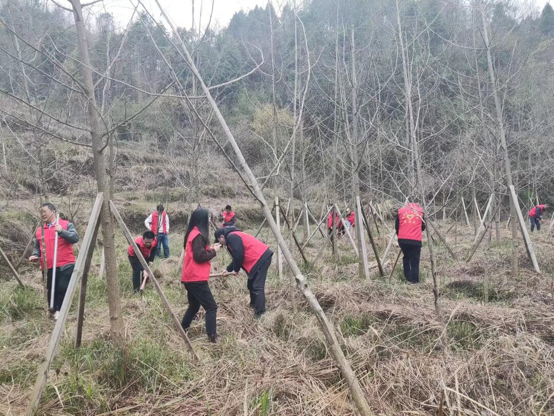 “植”此青绿，桑植县干部群众义务植树