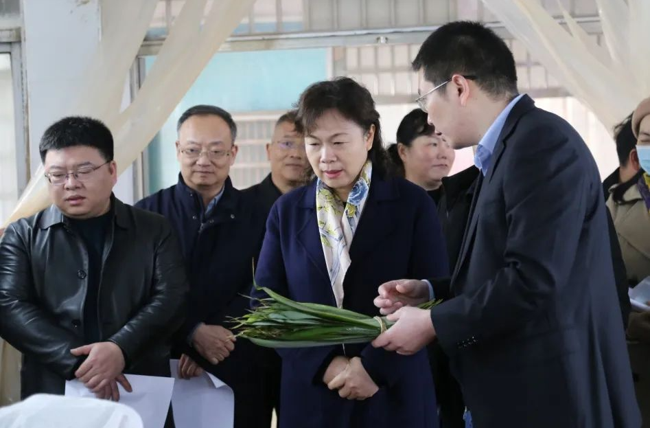 肖百灵来桑调研：练好做实调查研究“基本功”，为推进民族地区高质量发展双向发力